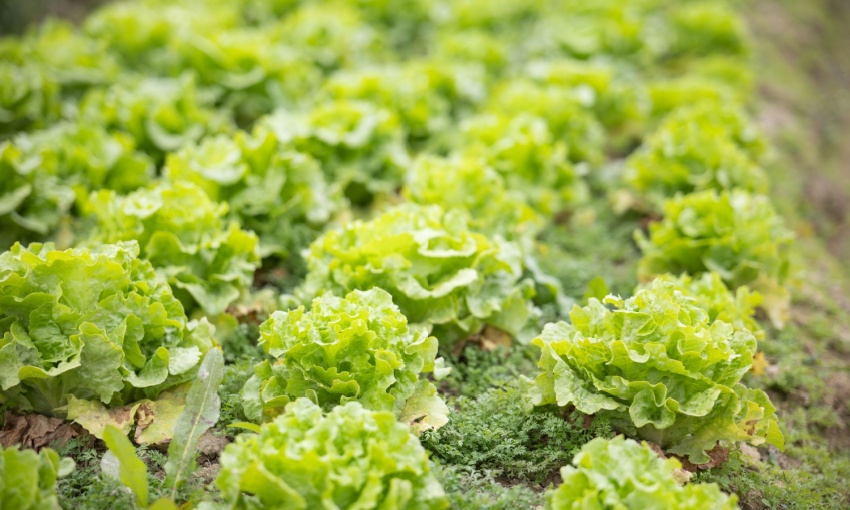 insalata di lusia