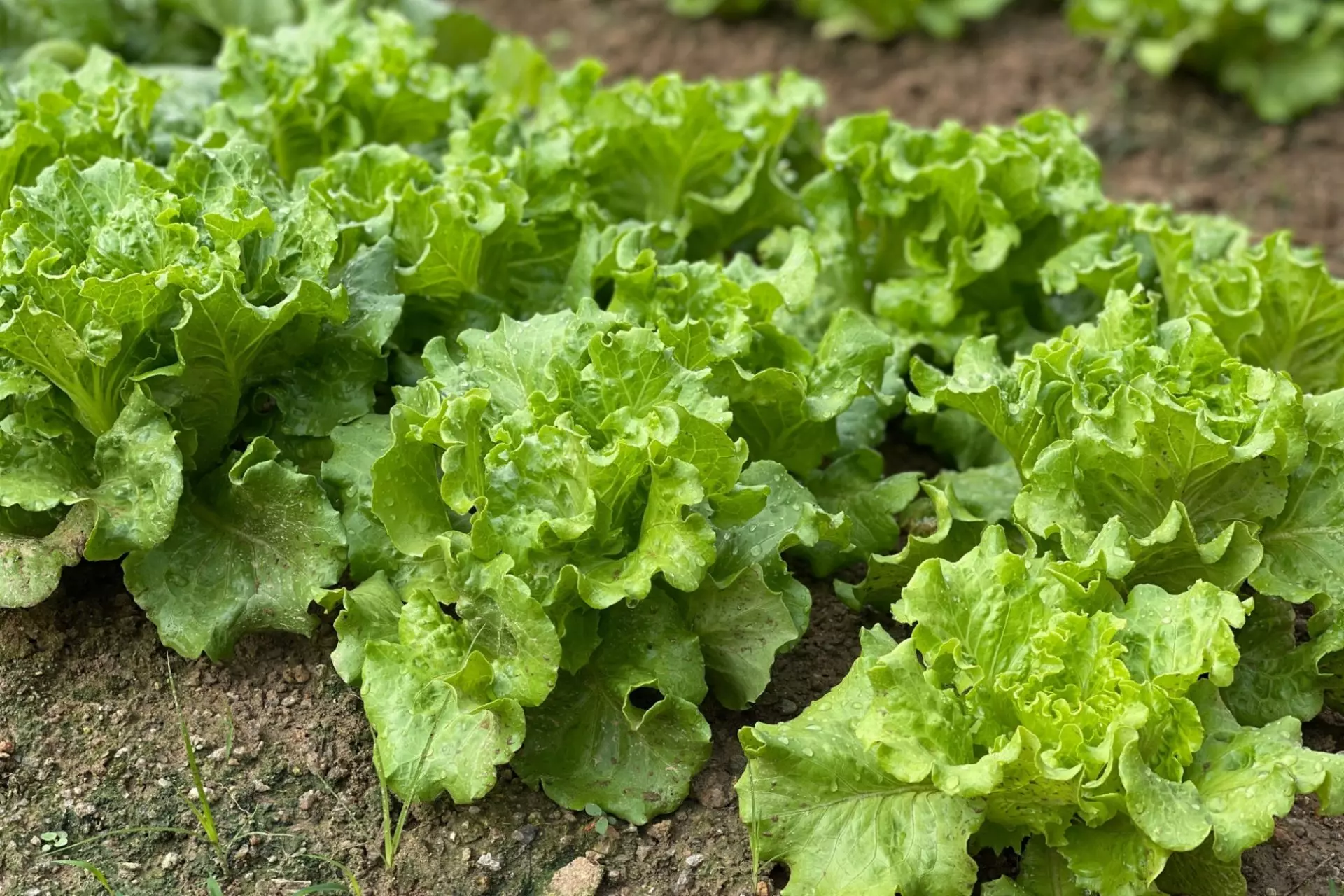 Insalata di Lusia